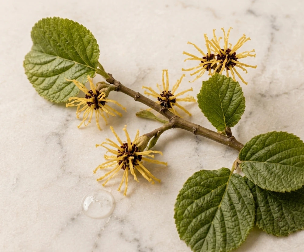 Witch Hazel